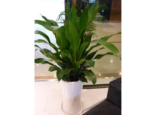 養(yǎng)護(hù)公司如何對(duì)花卉租賃進(jìn)行養(yǎng)護(hù)，有什么好處?